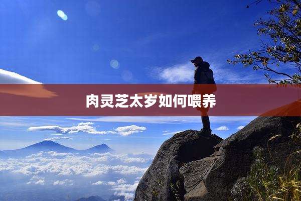 肉灵芝太岁如何喂养