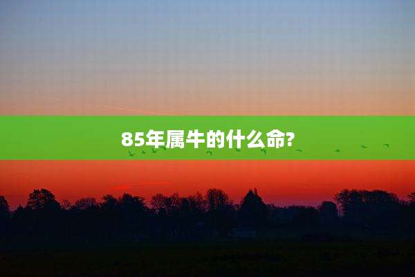 85年属牛的什么命?