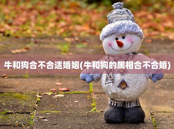 牛和狗合不合适婚姻(牛和狗的属相合不合婚)