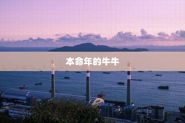 本命年的牛牛