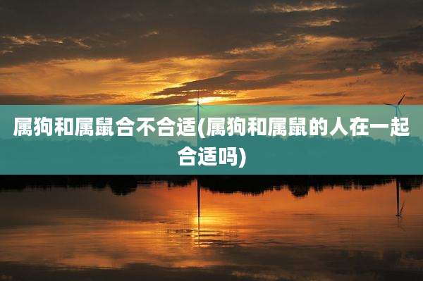 属狗和属鼠合不合适(属狗和属鼠的人在一起合适吗)