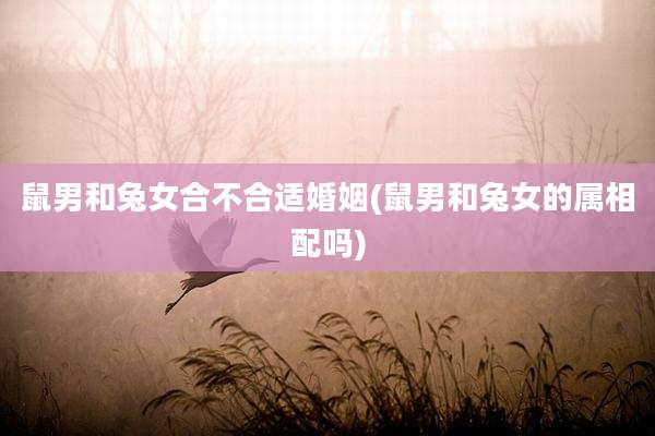 鼠男和兔女合不合适婚姻(鼠男和兔女的属相配吗)