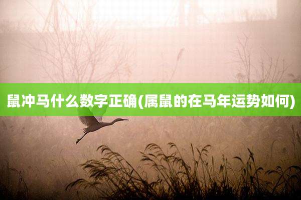 鼠冲马什么数字正确(属鼠的在马年运势如何)