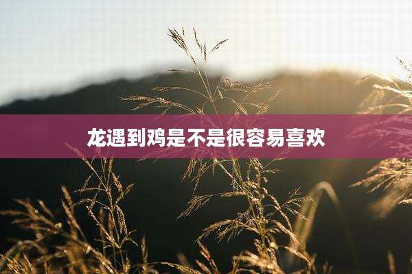 龙遇到鸡是不是很容易喜欢