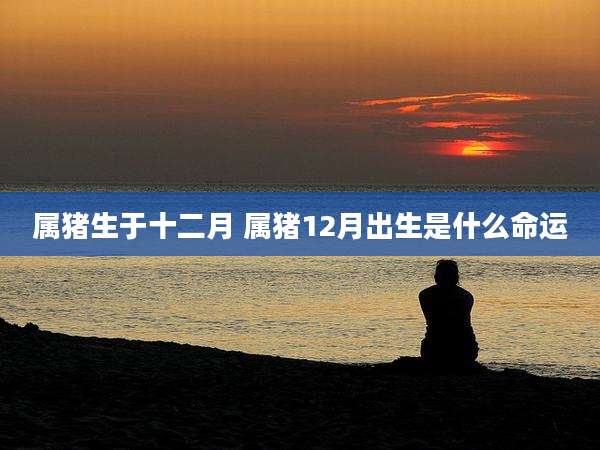 属猪生于十二月 属猪12月出生是什么命运