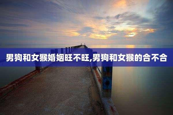 男狗和女猴婚姻旺不旺,男狗和女猴的合不合