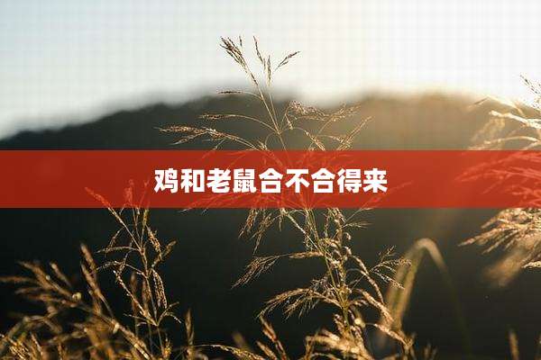 鸡和老鼠合不合得来