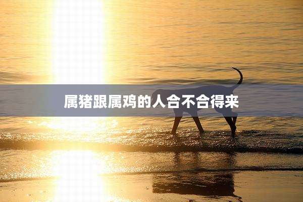 属猪跟属鸡的人合不合得来
