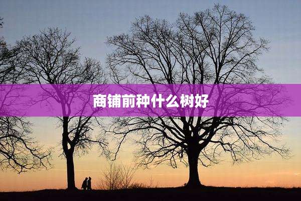 商铺前种什么树好