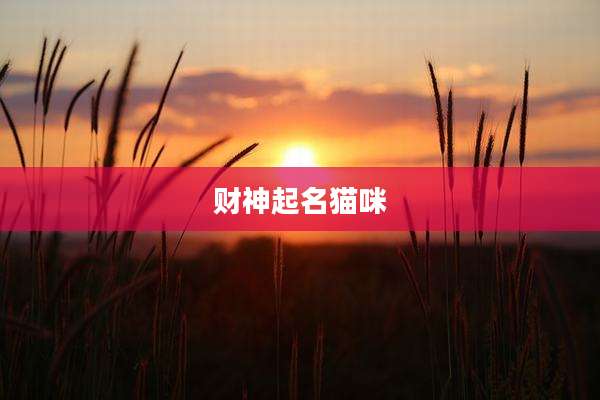 财神起名猫咪