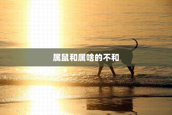 属鼠和属啥的不和
