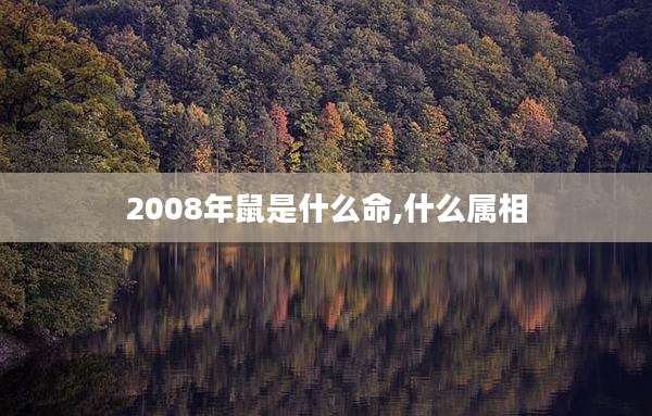 2008年鼠是什么命,什么属相