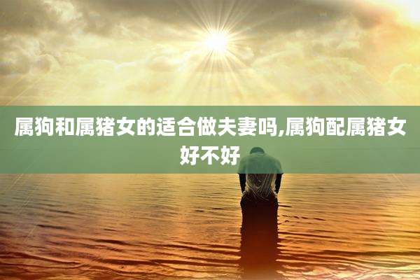 属狗和属猪女的适合做夫妻吗,属狗配属猪女好不好