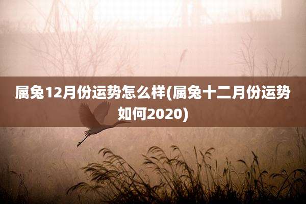 属兔12月份运势怎么样(属兔十二月份运势如何2020)