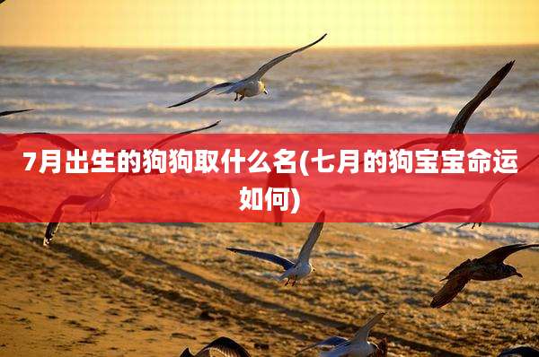 7月出生的狗狗取什么名(七月的狗宝宝命运如何)