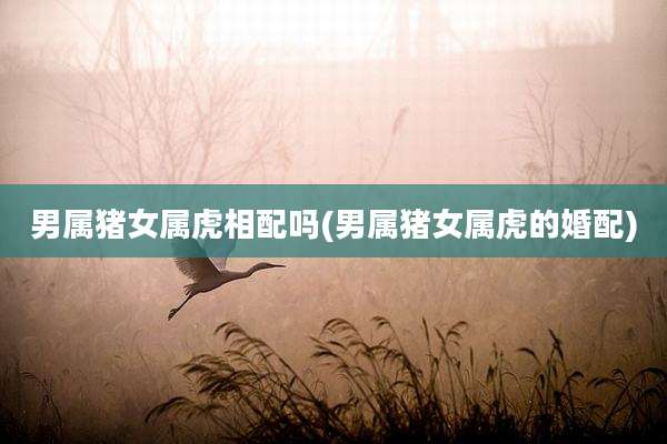 男属猪女属虎相配吗(男属猪女属虎的婚配)