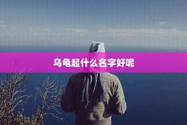 乌龟起什么名字好呢
