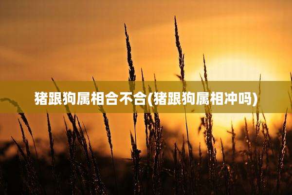 猪跟狗属相合不合(猪跟狗属相冲吗)