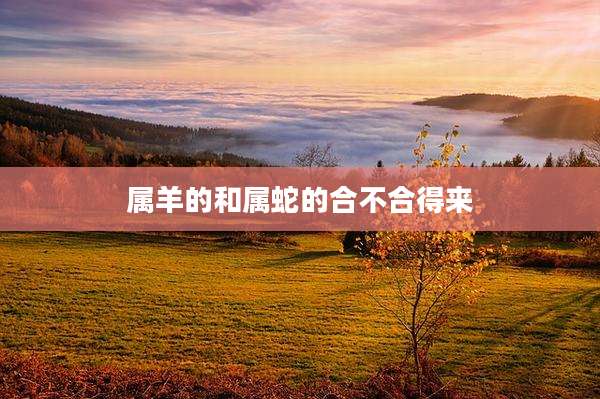 属羊的和属蛇的合不合得来