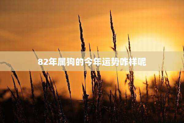 82年属狗的今年运势咋样呢