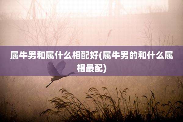 属牛男和属什么相配好(属牛男的和什么属相最配)
