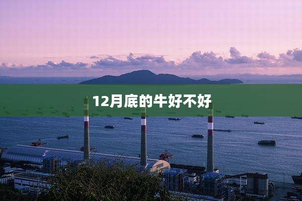 12月底的牛好不好