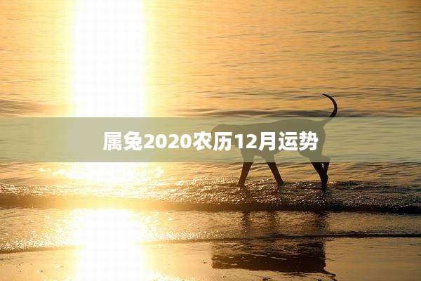 属兔2020农历12月运势