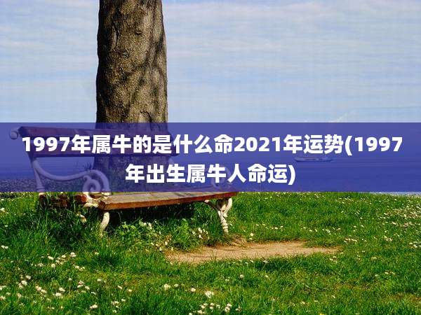 1997年属牛的是什么命2021年运势(1997年出生属牛人命运)