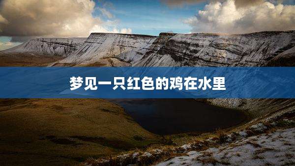 梦见一只红色的鸡在水里
