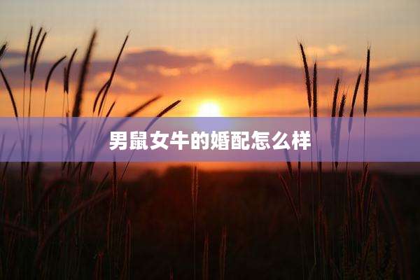 男鼠女牛的婚配怎么样