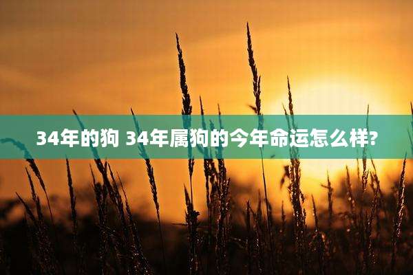34年的狗 34年属狗的今年命运怎么样?