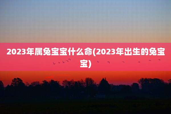 2023年属兔宝宝什么命(2023年出生的兔宝宝)