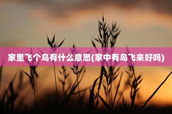 家里飞个鸟有什么意思(家中有鸟飞来好吗)
