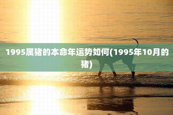1995属猪的本命年运势如何(1995年10月的猪)