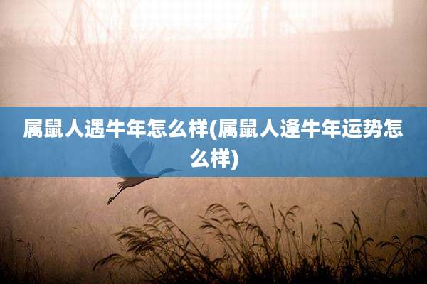 属鼠人遇牛年怎么样(属鼠人逢牛年运势怎么样)