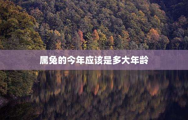 属兔的今年应该是多大年龄