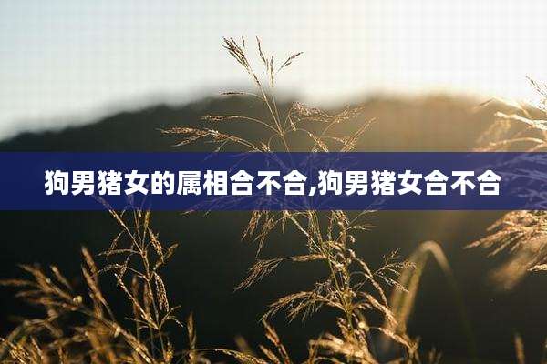 狗男猪女的属相合不合,狗男猪女合不合