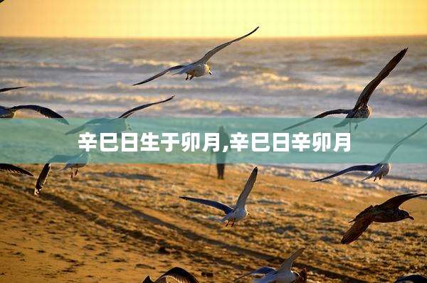 辛巳日生于卯月,辛巳日辛卯月