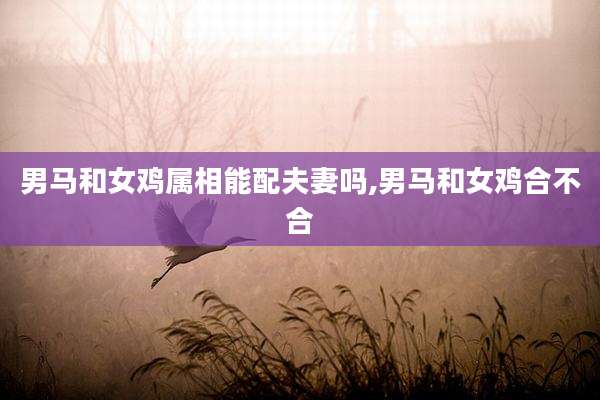 男马和女鸡属相能配夫妻吗,男马和女鸡合不合