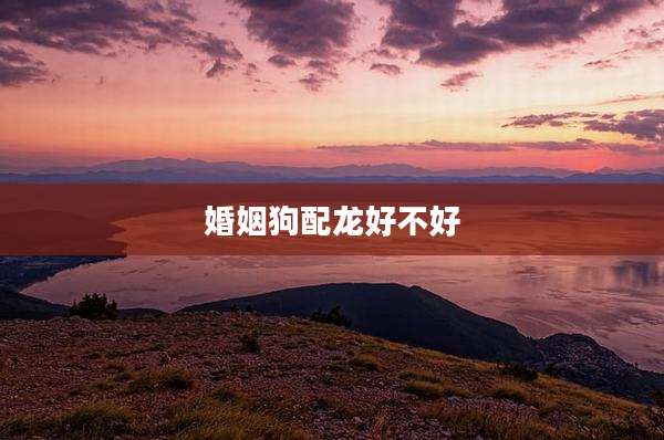 婚姻狗配龙好不好