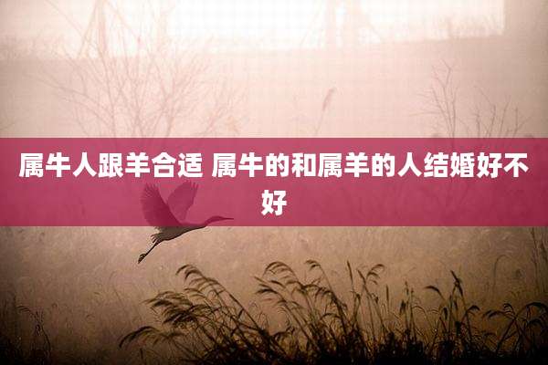 属牛人跟羊合适 属牛的和属羊的人结婚好不好