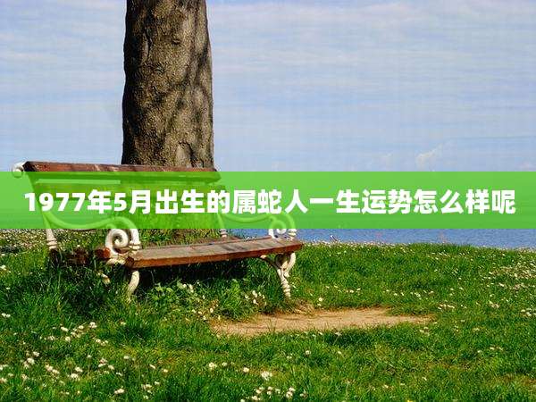 1977年5月出生的属蛇人一生运势怎么样呢