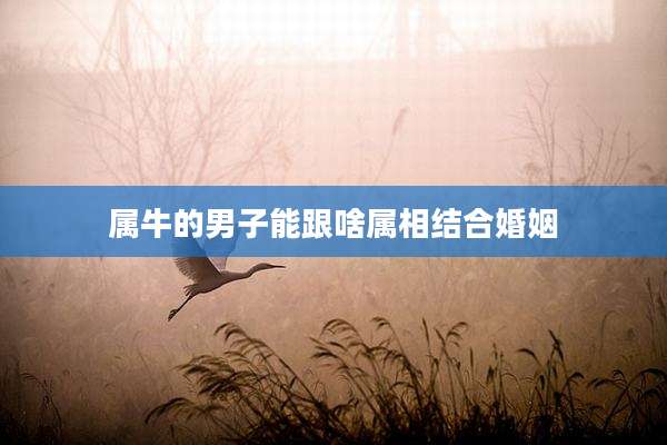 属牛的男子能跟啥属相结合婚姻