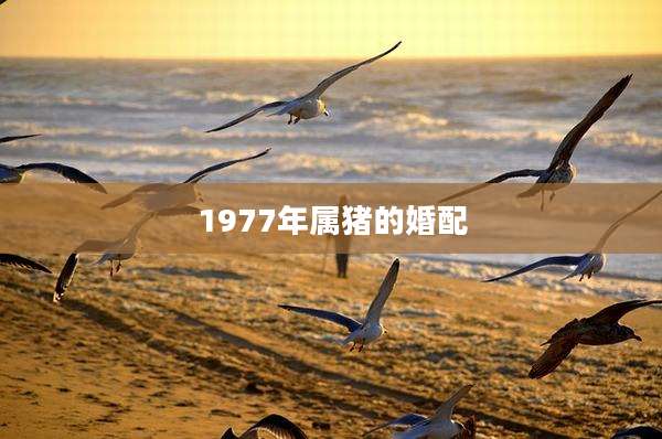 1977年属猪的婚配