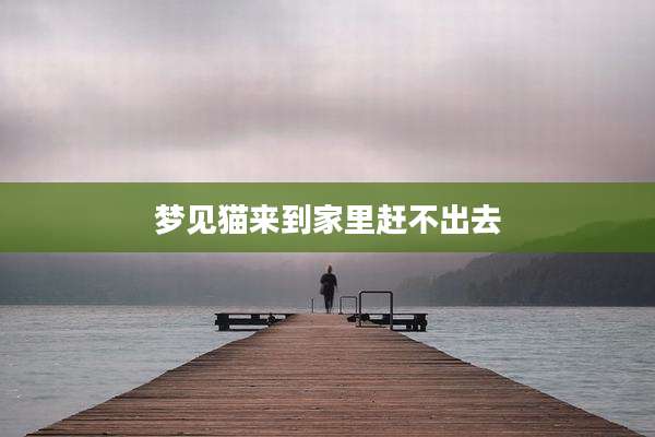 梦见猫来到家里赶不出去