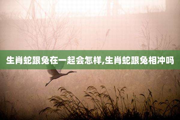 生肖蛇跟兔在一起会怎样,生肖蛇跟兔相冲吗
