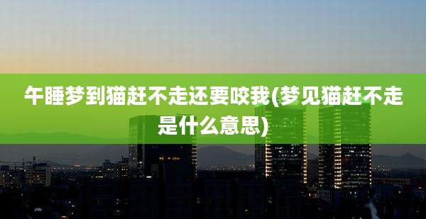 午睡梦到猫赶不走还要咬我(梦见猫赶不走是什么意思)