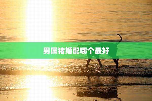 男属猪婚配哪个最好