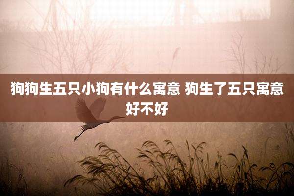狗狗生五只小狗有什么寓意 狗生了五只寓意好不好