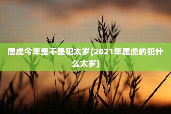 属虎今年是不是犯太岁(2021年属虎的犯什么太岁)